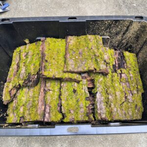 Mossy bark panels (Black walnut)