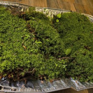 Live cushion moss
