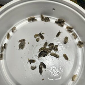 Armadilidium Nasatum (silver)