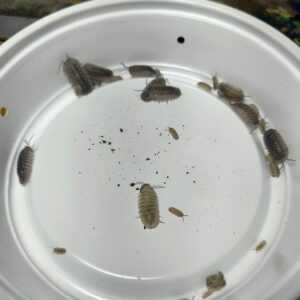 Armadilidium Parracae