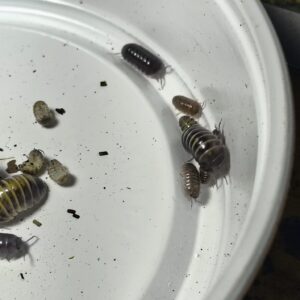 Armadilidium Badium (Castledaccia)