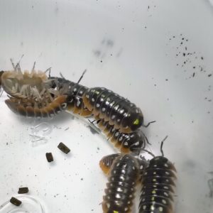 Armadilidium Klugii (Montinegro)