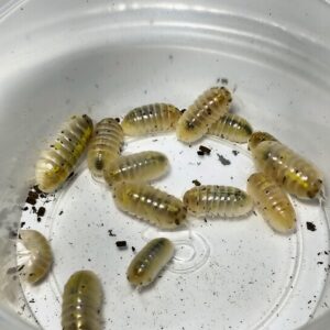 Armadilidium Vulgare Japanese magic potion