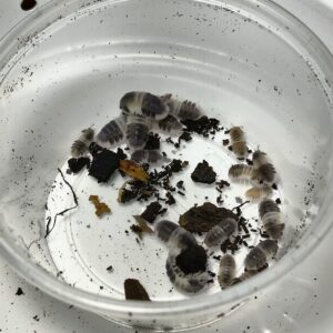 Cubaris SP. Panda king