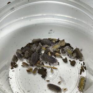 Cubaris SP. Black pak chong