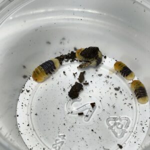 Cubaris SP Rubber Bee