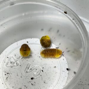 Cubaris SP. Pink rubber duckies