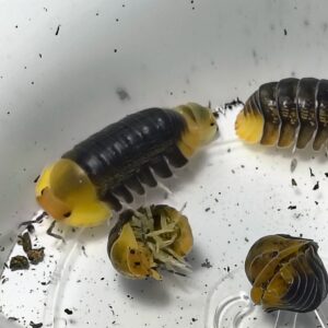 Cubaris SP. Rubber duckies