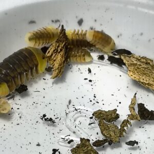 Cubaris SP. Blond rubber duckies