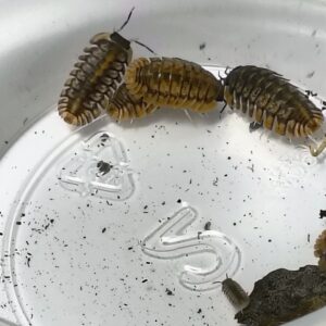 Cubaris SP. Red phi phin tigers