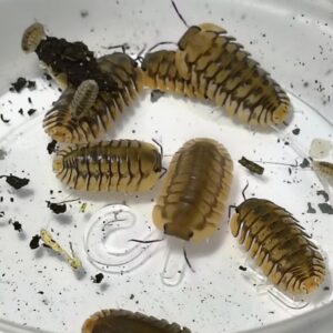 Cubaris SP. Yellow phipun tigers