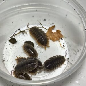 Porcellio Dilatatus ( giant canyon)