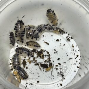 Porcellio Laevis (Dairy 🐄)