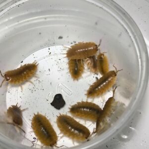 Porcellio Laevis (🍊)