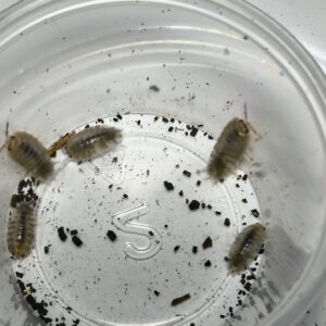Porcellio Laevis (milk back)