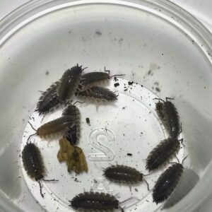 Porcellio Scaber