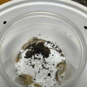 Porcellio Laevis (white out)