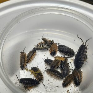 Porcellio Scaber (Lava )