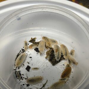 Porcellio Scaber (orange dalmation)