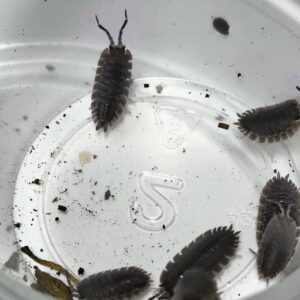 Porcellio Echinatus (spikey)