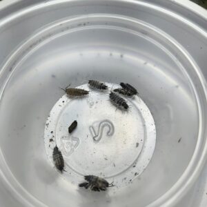 Porcellionidus pruinosus (Oreo crumble)