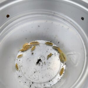Porcellionidus pruinosus (whiteout)