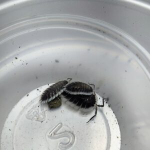 Porcellio Werneri (Greek shield )