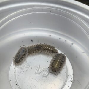 Porcellio Spatulatus