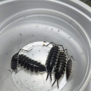 Porcellio Hoffmanseggi