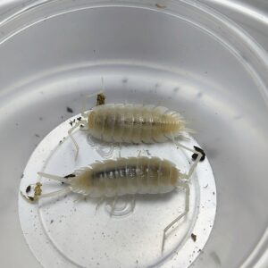 Porcellio Hoffmanseggi (white)