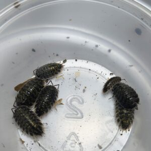 Porcellio Flavomarginatus (Crete)