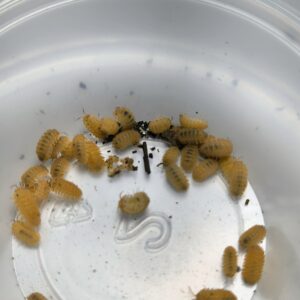 Cristarmadillisium Muricatum (crystal pineapple)