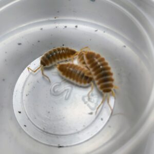 Porcellio Hoffmanseggi (orange)