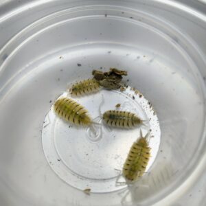 Porcellio Bolivardi