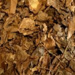 Attachment image of cjohnson's review on Brian's forest floor smorgasbord leaf litter mix